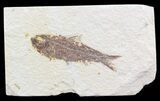 Bargain Knightia Fossil Fish - Wyoming #39669-1